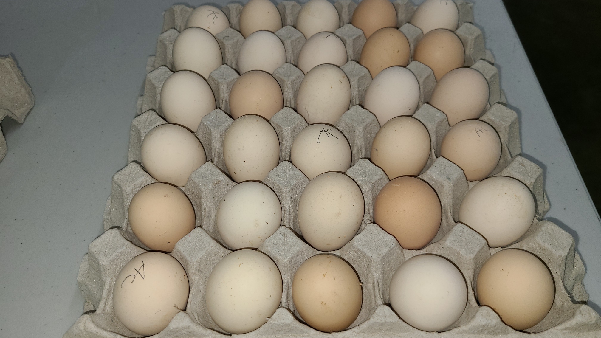Ayam-Cemani3.jpg