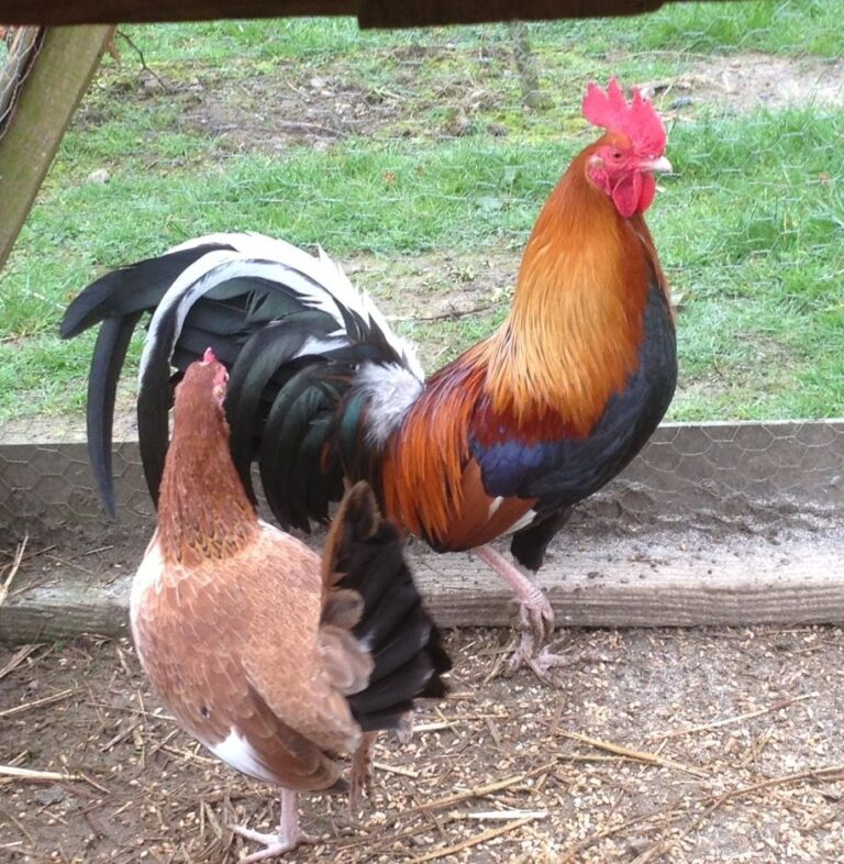 Murphy-Whitehackle-Gamefowl-768x786
