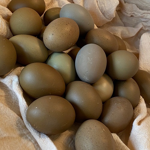 OliveEggers