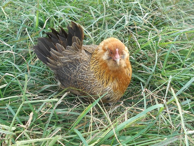 easter_egg_bantam3