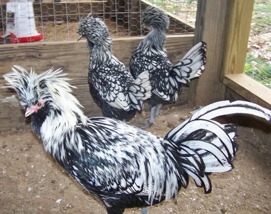 silver_laced_polish